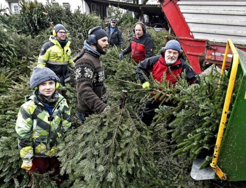 Viel Holz, aber tendenziell weniger Geld